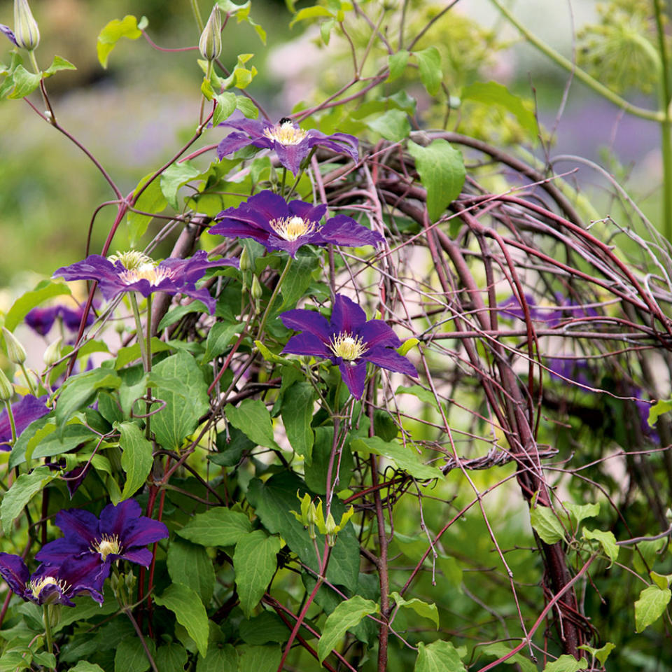 Take your garden to a higher dimension by filling your walls with foliage and colour