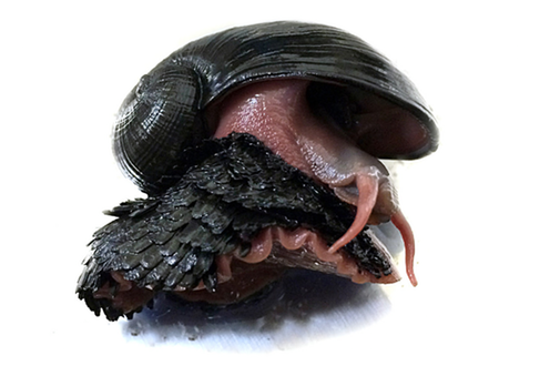 <span class="caption">The scaly-foot snail, otherwise known as the sea pangolin. </span>