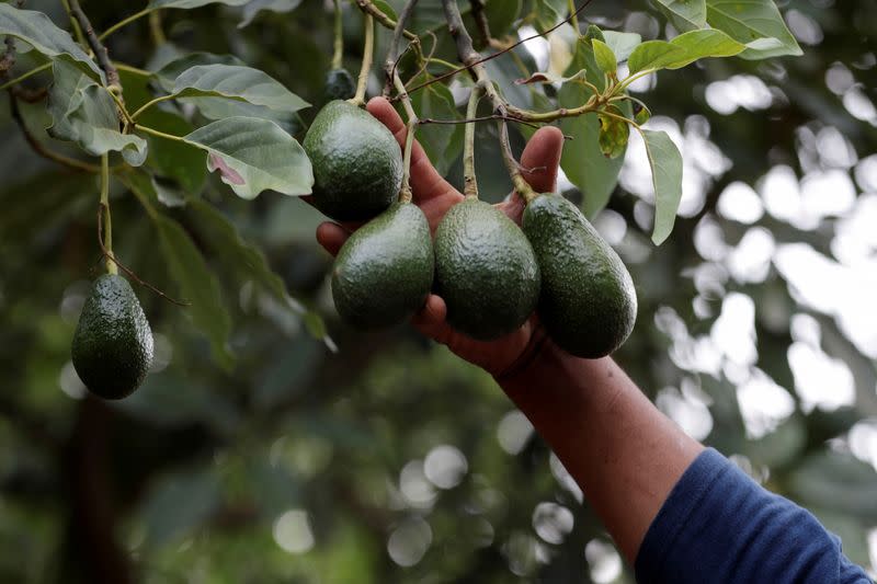 U.S. suspends avocado inspections in Michoacan state on security concerns