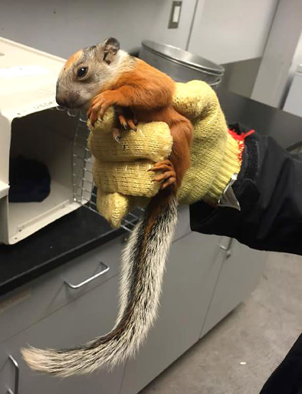 CREDIT: U.S.C.B.P./Rex Features Mandatory Credit: Photo by U.S.C.B.P./REX (4462467a) The baby squirrel after being found on airplane Baby squirrel hitchhikes on airplane, Houston, Texas, America - Feb 2015 FULL COPY: http://www.rexfeatures.com/nanolink/q1rp  A cute baby squirrel hitchhiked from Costa Rica to America onboard a passenger jet.  U.S. Customs and Border Protection officers working at the George Bush Intercontinental Aircraft were notified by aircraft operations employees Feb. 18 about a baby squirrel discovered aboard an aircraft.  The aircraft had just arrived from Costa Rica and passengers had deplaned when aircraft employees spotted the tiny squirrel. ï¿½During the course of performing our mission, we may encounter unusual opportunities to aid in the capture of seemingly harmless animals that have hitchhiked into the country,ï¿½ said CBP Port Director Charles Perez.   ï¿½While there is a cute factor here, realistically, we understand that animals must be handled carefully.ï¿½ 