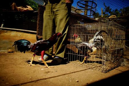 Roosters check each other at a house yard in Villa Nueva, central region of Ciego de Avila province, Cuba, February 13, 2017. REUTERS/Alexandre Meneghini 