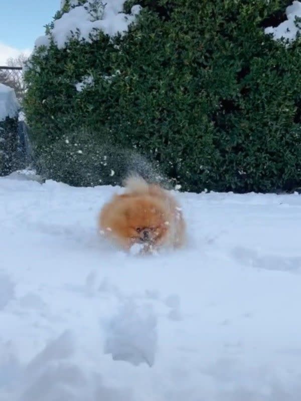 狗雪地狂奔 黏湯圓 千萬網笑翻