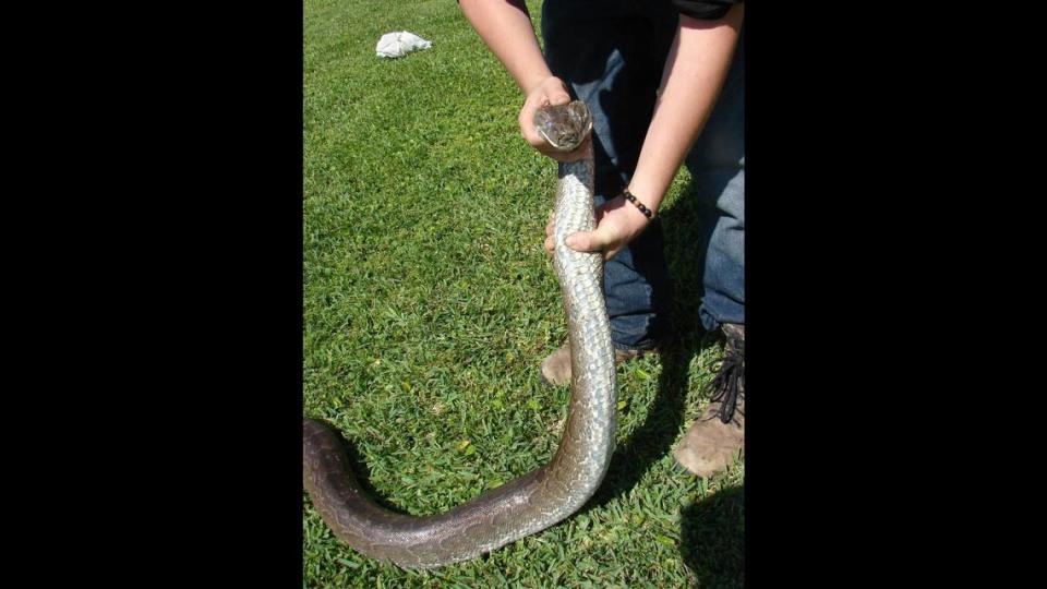 Northern African or rock pythons are a nonnative species of large constrictor snake that can be found in a small area in Miami-Dade County. While very similar in appearance to the Burmese python, the pattern on the back of the Northern African python is less defined. The belly scales of a Northern African python are a pattern of black and white markings.