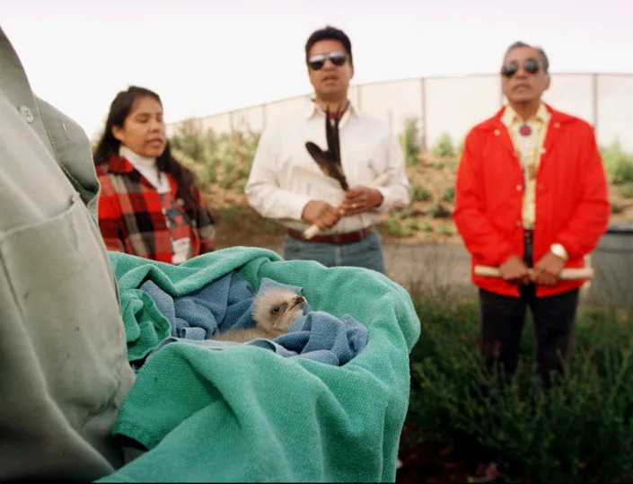 Lydia Bojorquez, left, Sebastian G. Sandoval, center, and Sebastian F. Sandoval of the Muwekma Ohlone Tribe sing a prayer before naming the eagle chick, foreground, during a dedication ceremony at the San Francisco Zoo&#39;s Avian Conservation Center.