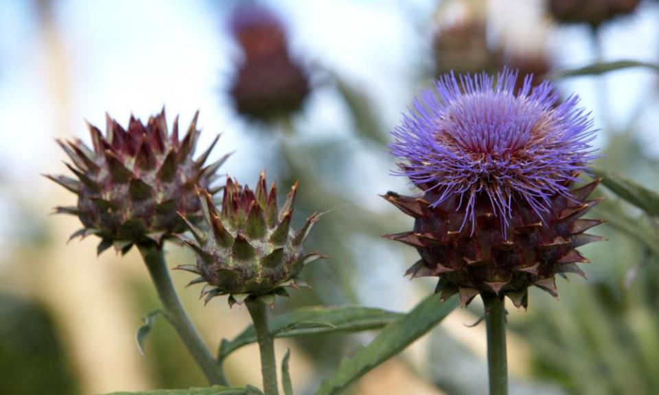 cardoon cynara cardunculus artichoke thistle plant growing and flowering in a herb garden