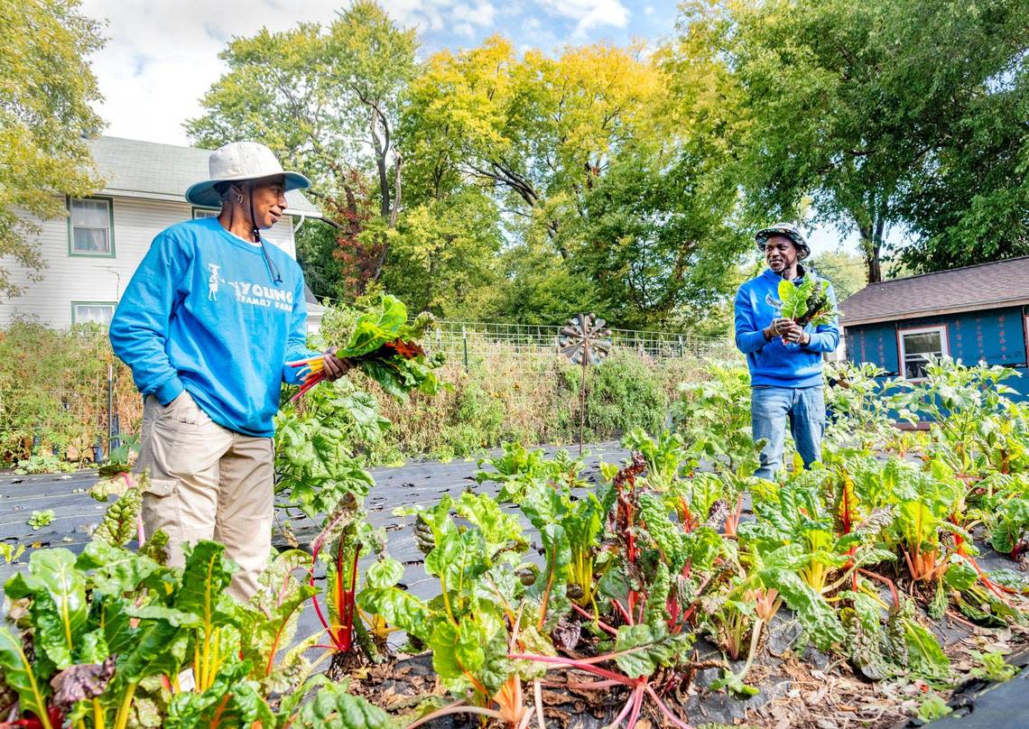 Family matriarch Yolanda Young, left, and Stacey Welch harvested greens at the Young Family Farm last weekend.