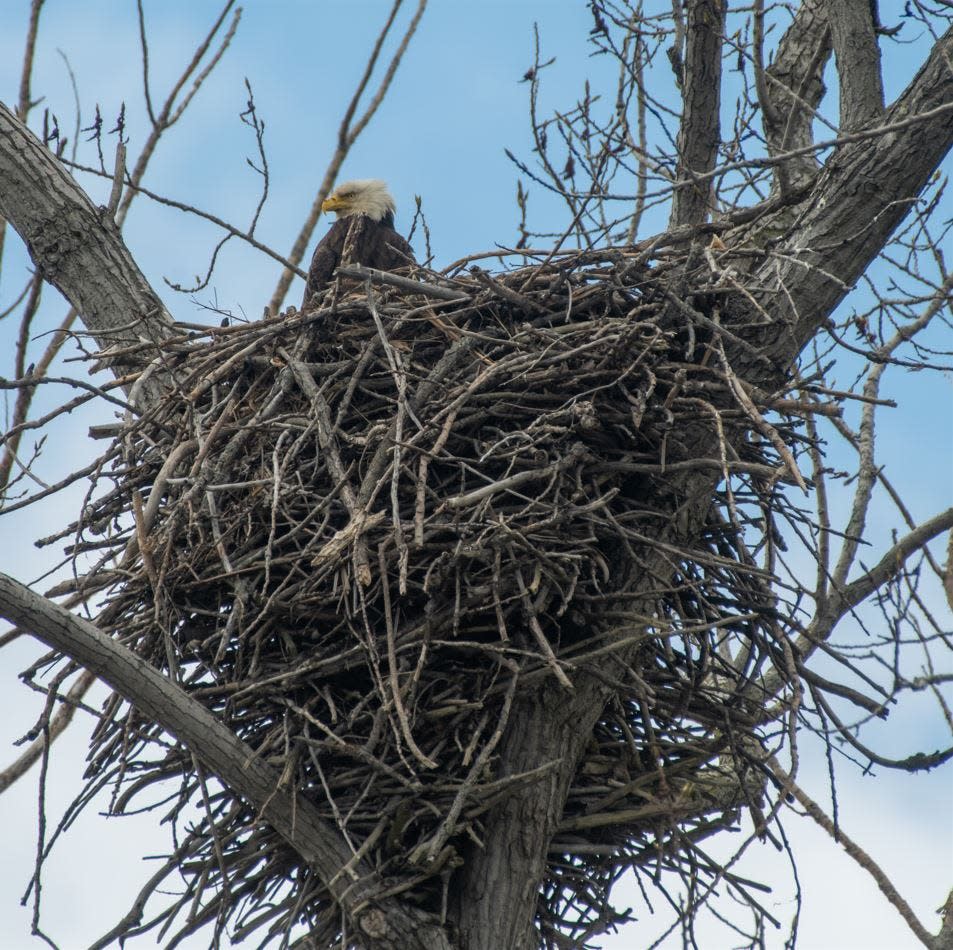 A bald eagle, perched in its nest, keeps watch over its surroundings.