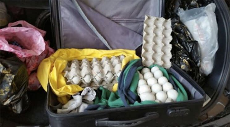 148 illegally imported ‘balut’ eggs were concealed in suitcases within a car and were detected<br>at Tuas Checkpoint (Photo: AVA)