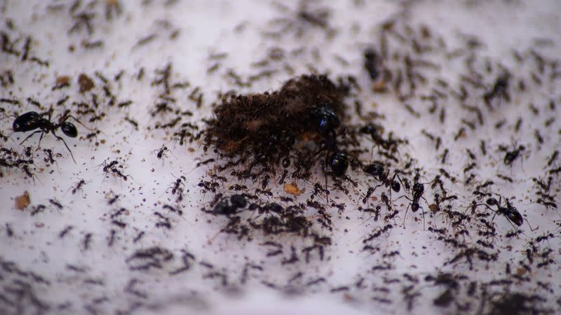 Ants in a formicarium devour a live worm at the "Just Ants" shop in Singapore