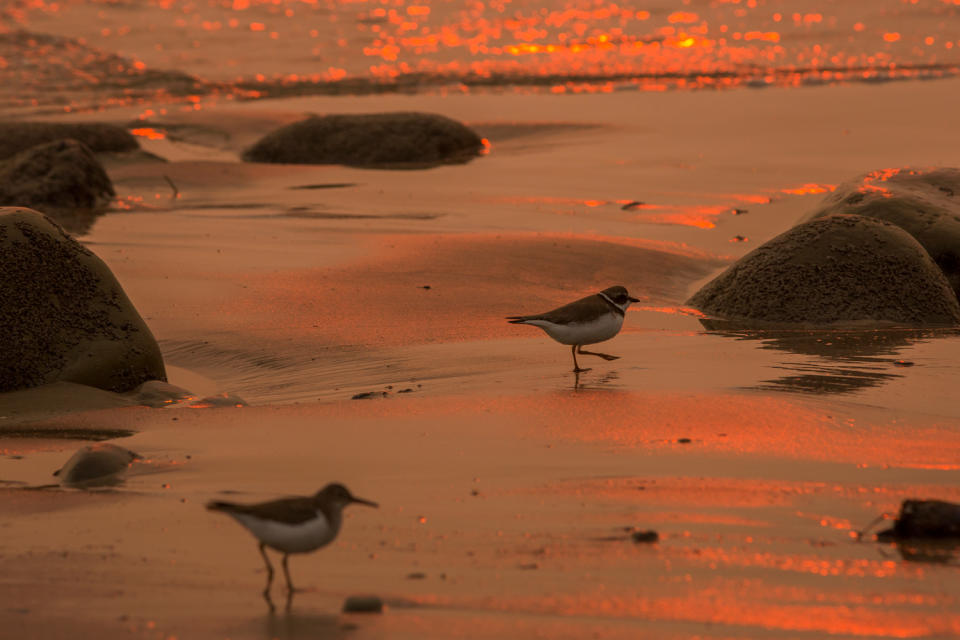 <p>Auf den ersten Blick sieht dieses Szenario sehr romantisch aus. Zwei Vögel tummeln sich am Strand der Küstenstadt Carpinteria im US-Bundesstaat Kalifornien. Die roten Lichtreflexionen im Meer und auf dem nassen Sand stammen aber nicht etwa vom Sonnenuntergang. Hier spiegeln sich die verheerenden Feuer, die die Region seit Wochen im Atem halten. (Bild: Getty Images) </p>