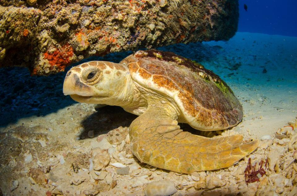 turtle underwater