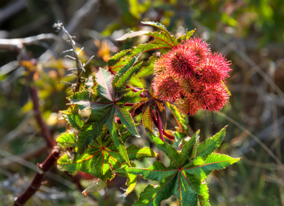 10 Plants Never to Grow in Your Yard