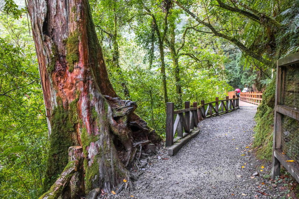 拉拉山神木群步道（圖片來源：桃園觀光導覽網）