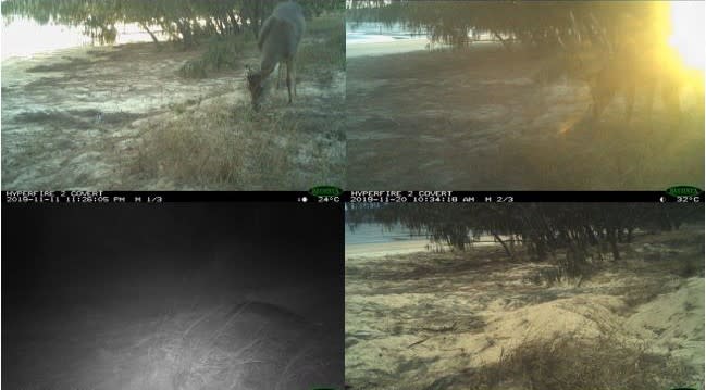 Four camera views of deer on Wild Duck Island in Queensland, Australia.