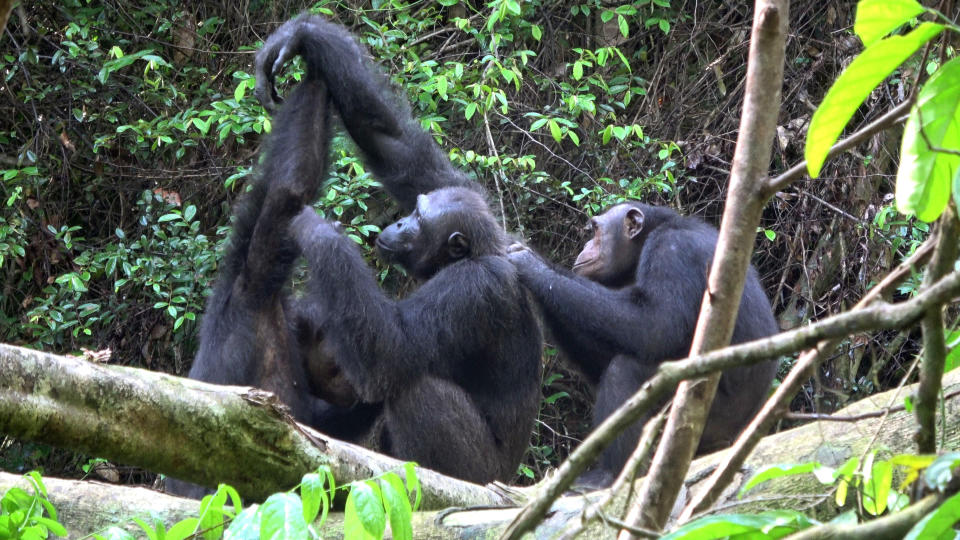 CORRECTS COUNTRY TO GABON, NOT GAMBIA - In this November 2018 photo provided by Tobias Deschner, male chimpanzees of the Rekambo community groom one another in the Logano National Park in Gabon. A study released on Thursday, March 6, 2019 highlights the diversity of chimp behaviors within groups _ traditions that are at least in part learned socially, and transmitted from generation to generation. (Tobias Deschner/Loango Chimpanzee Project via AP)