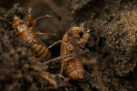 <p>Cuando los huevos de las cigarras eclosionan, surgen las ninfas (insectos jóvenes) que descienden de la planta y se entierran en el suelo, nutriéndose de la savia de las raíces. Después de pasar un largo periodo en el suelo enterrada, la chicharra sube a los árboles y ocurre la metamorfosis, volviendo adulta y lista para el apareamiento. <strong>(AP Photo/Carolyn Kaster)</strong></p> 