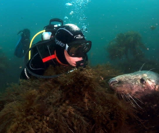 Spot seals off the coast of DevonPADI