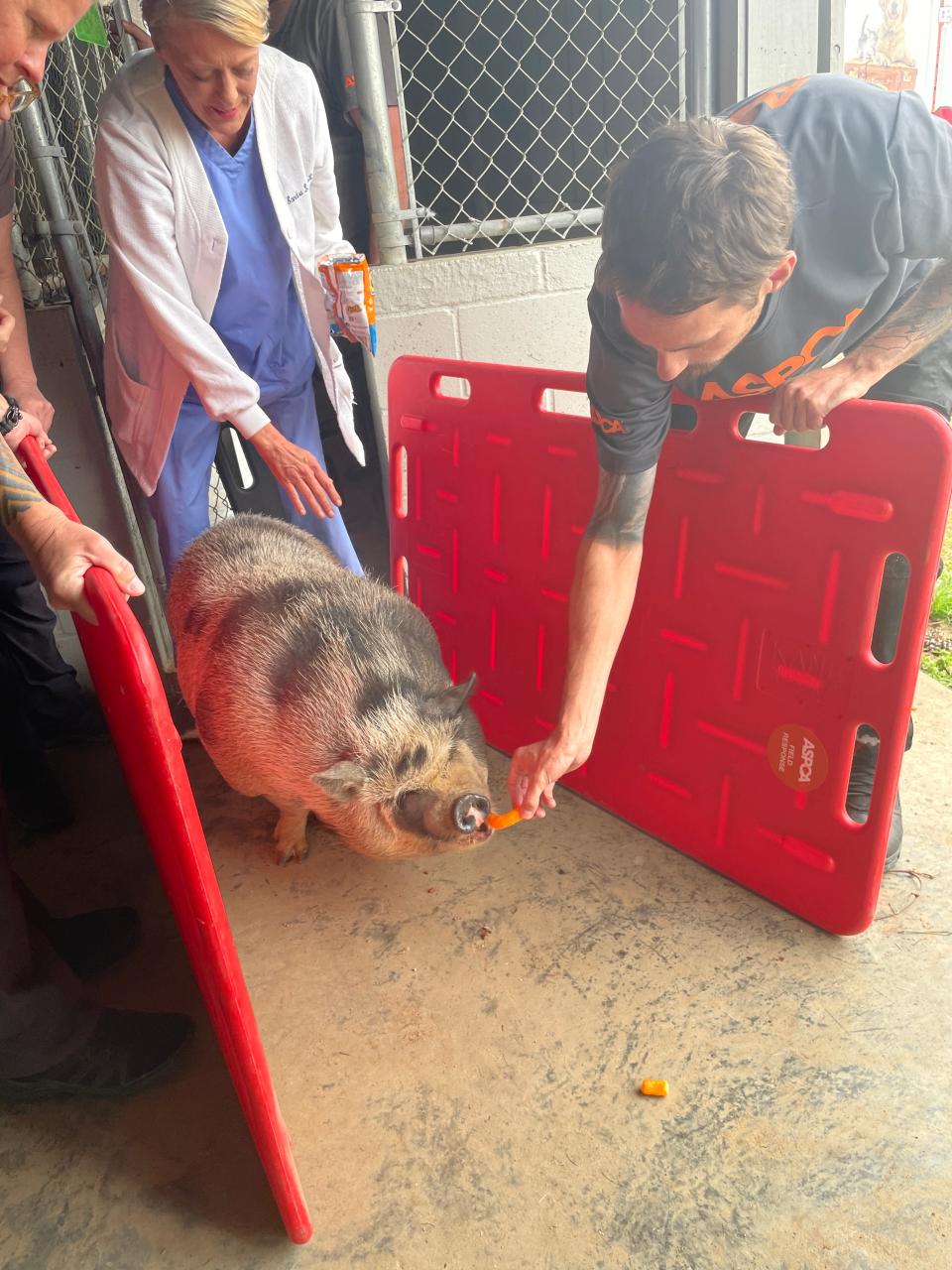 Oink got to pig out on her favorite snack, cheese puffs, as ASPCA workers and Sandra Koenig helped her into the transport van that would return her home.