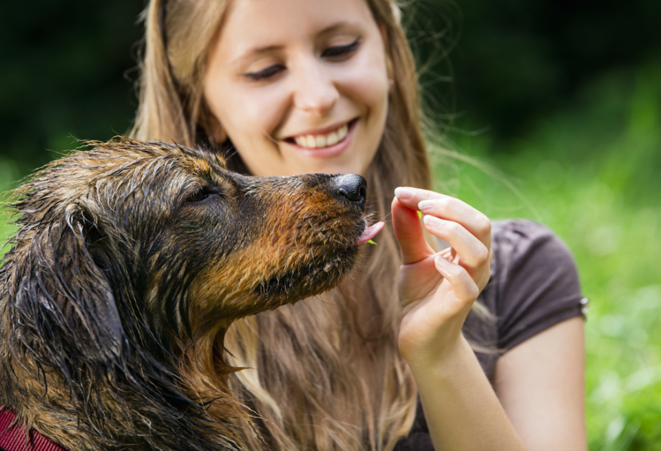 Researchers found dogs preferred humans who spoke to them in an emotional way (Picture: Rex)