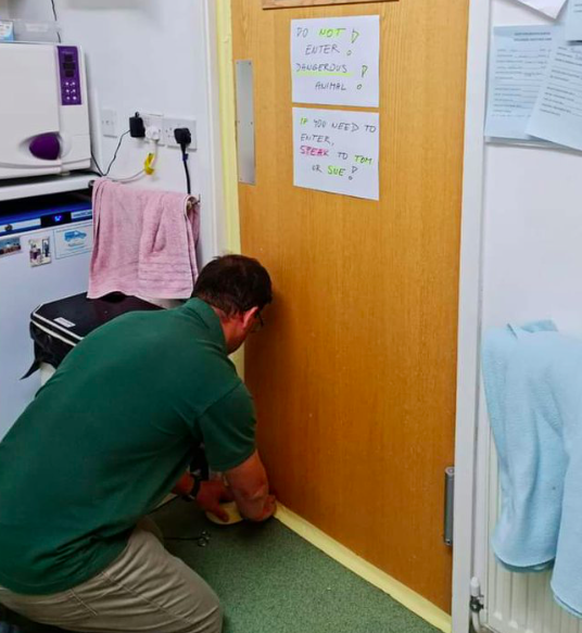 The room where the snake was contained was locked and sealed. (Twitter/South Essex Wildlife Hospital)