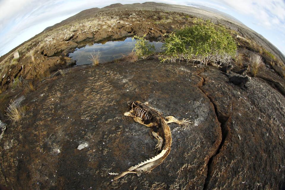 The skeleton of an iguana is seen at Punta Albemarle in Isabela island at Galapagos National Park August 22, 2013. (REUTERS/Jorge Silva)