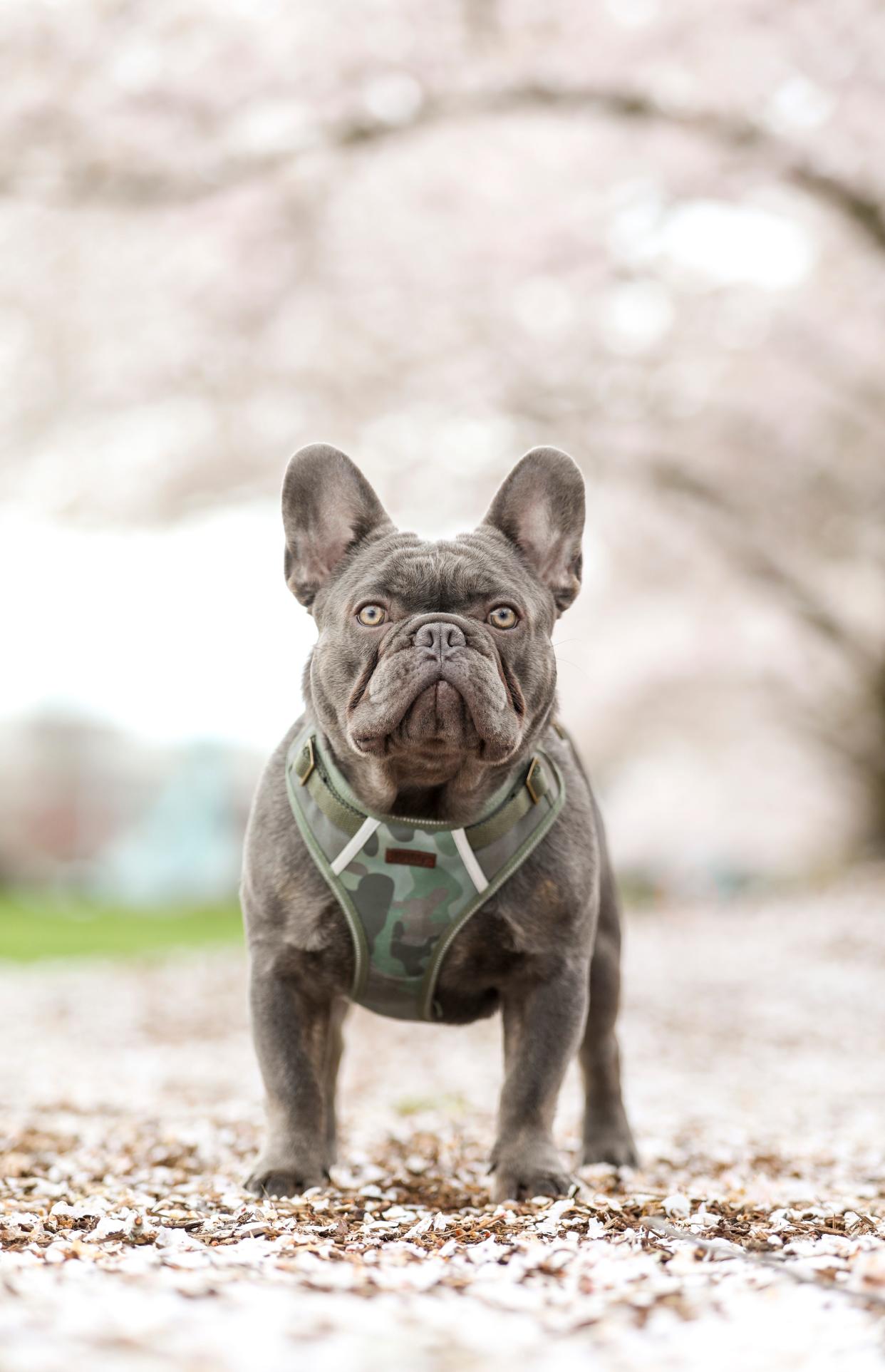 French bulldog Mr. Guapo or "Mr. Handsome" poses for photos near the cherry blossoms in April 2023. Cherry Blossom Day will be celebrated Saturday at the Capitol Mall.