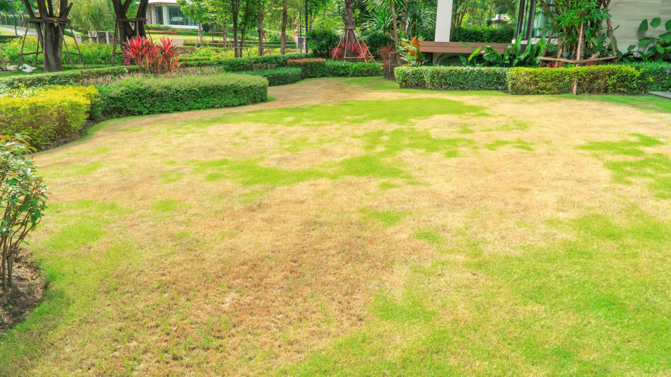  A lawn that is yellowed and damaged 