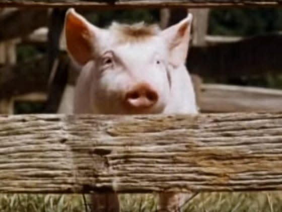 babe pig movie