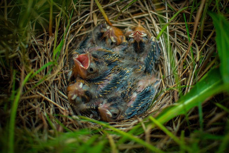 Bobolink chicks open their mouths waiting for food as researchers work to remove them from their nest for testing.