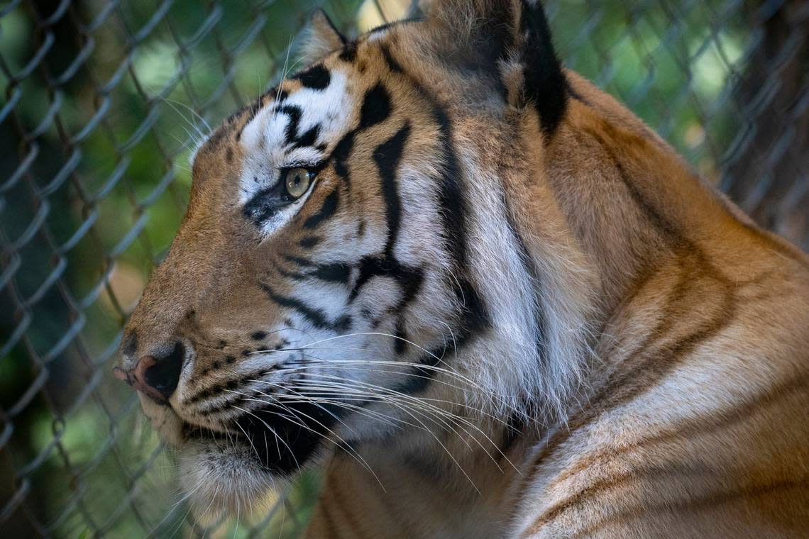 “Naveen”, one of the tigers rescued from the Tiger King Park in Oklahoma, stares out of the enclosure of his new home at the Carolina Tiger Rescue in Pittsboro, N.C. on Tuesday, Aug. 9, 2022.