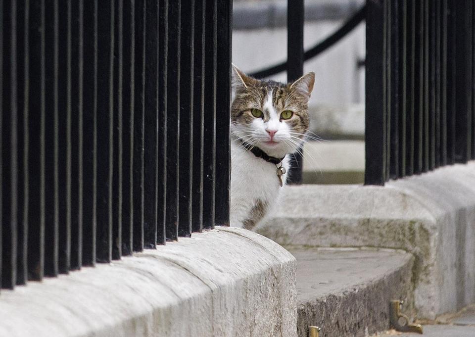 The cat of then-British Prime Minister David Cameron sits on the step outside 10 Downing Street in London on May 9, 2015.