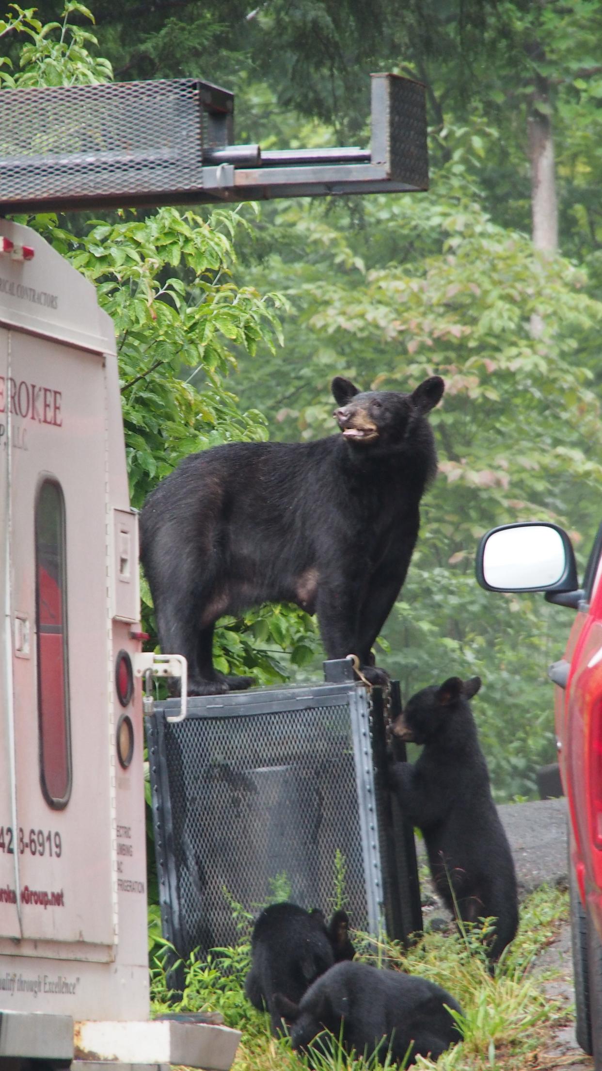 Black bears are opportunists, eating whatever is readily available. They teach their young what they have learned about obtaining food, and if they have gotten it from humans, cubs learn that behavior at an early age.