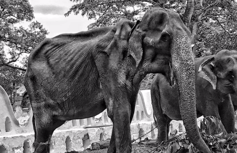 Tikiri the elephant has died months after shocking photos  of her emerged (Save Elephant Foundation)