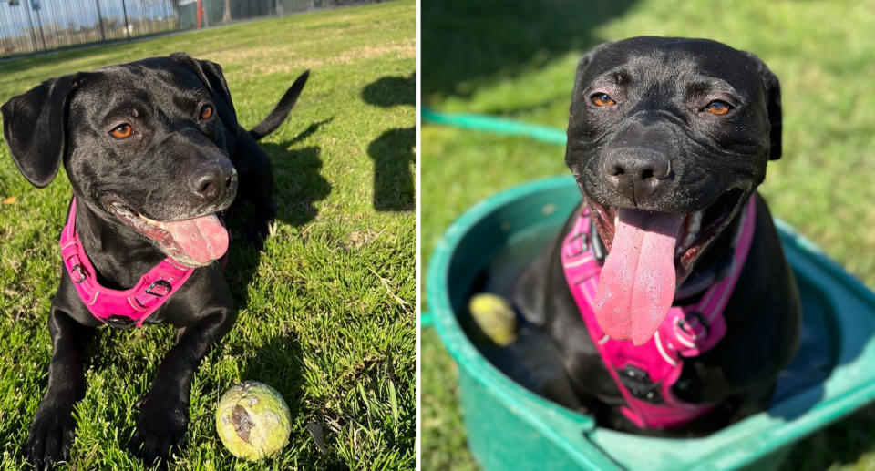 Sora in two photos playing in a field. 