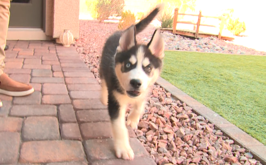 <em>A Las Vegas valley puppy owner did not know his new family member was sick because a pet store employee whited out information on the dog’s medical record. (KLAS)</em>
