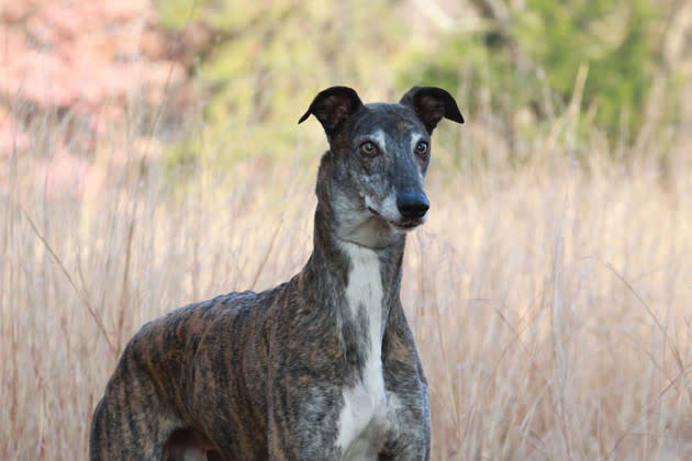 Greyhound — 45-mph Couch Potato