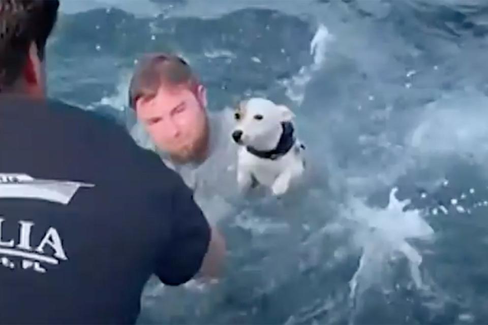 dog rescued from ocean