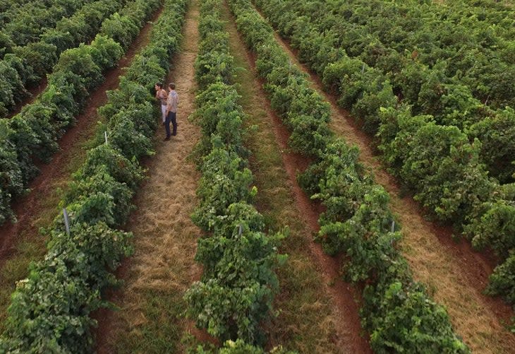 Vineyards at Luna Rossas Winery in Deming, New Mexico