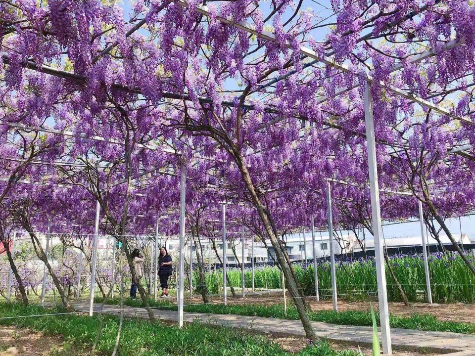▲北台灣也將迎來紫藤花瀑美景，圖為去年盛開時模樣。紫藤咖啡園粉絲團