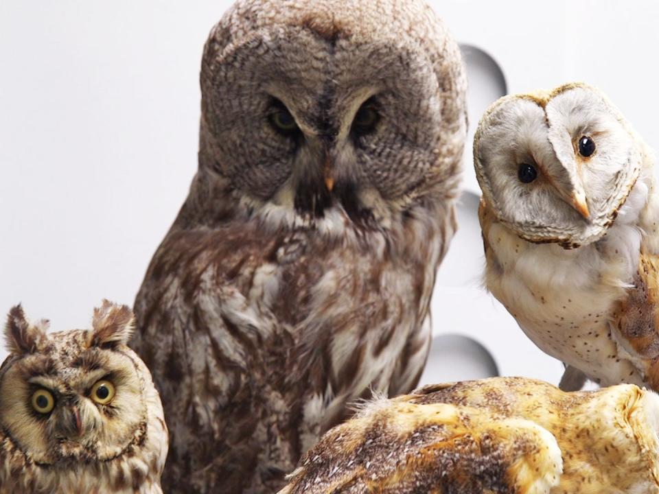 Three mounted owl specimens: long-eared owl, great grey owl, and a barn owl.