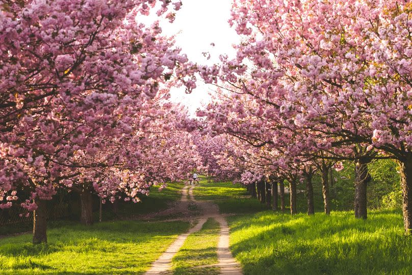 Caminar 2 km bajo hileras de flores en el Mauerpark de Berlín