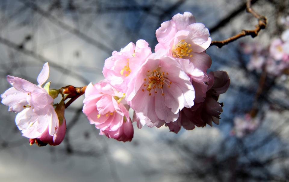 Das warme Wetter hat einen Rekord bei den Gaseinsparungen ermöglicht. Kirschblüten in Hamburg im Januar 2023. - Copyright: Axel Heimken dpa