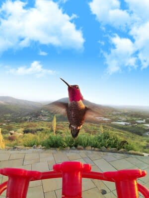 Bird Buddy Launches World First AI-Powered Smart Hummingbird