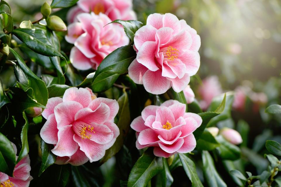 close up image of pink camellia flower