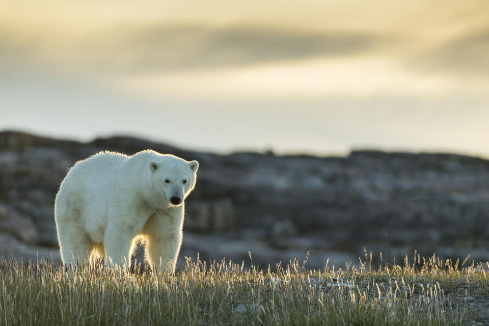 A polar bear stands in a grassy field, looking directly at the camera with a rocky background behind