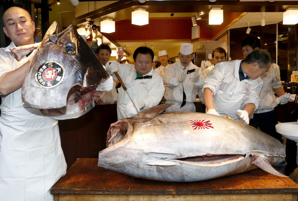 Sushi restauranteur Kiyoshi Kimura, second from left, cuts a 507-pound (230-kilogram) bluefin tuna he bought at the year's celebratory first auction at his restaurant near Tsukiji fish market in Tokyo, Sunday, Jan. 5, 2014. Kimura paid 7.36 million yen (about $70,000) for the bluefin tuna in the auction, just one-twentieth of what he paid a year earlier despite signs the species is in serious decline. (AP Photo/Shizuo Kambayashi)