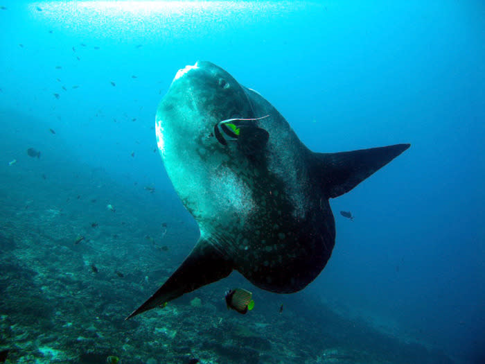 Recluse giant: Most divers come to Nusa Penida to meet the elusive Mola mola ocean sunfish. (