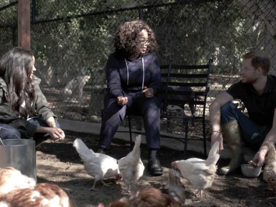 meghan harry oprah chickens