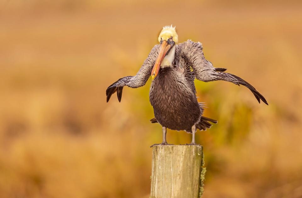 A pelican flaps its wings.
