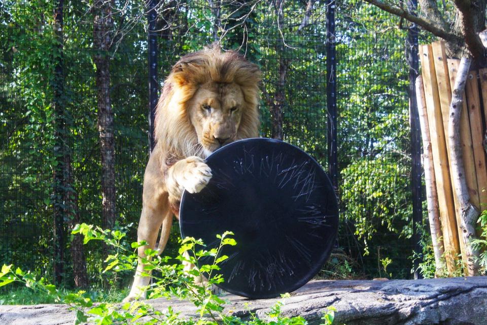 An African lion investigates a new enrichment device at the Blank Park Zoo in Des Moines, Iowa, in 2021. Nick Moffitt, Blank Park Zoo, <a href="http://creativecommons.org/licenses/by-nd/4.0/" rel="nofollow noopener" target="_blank" data-ylk="slk:CC BY-ND;elm:context_link;itc:0;sec:content-canvas" class="link ">CC BY-ND</a>